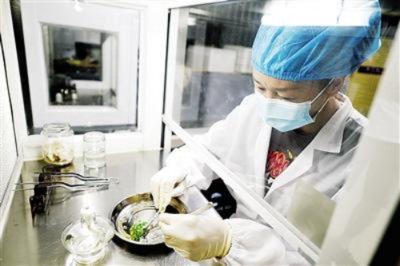 福建良種生物科技攜手科研院校 共促林業科技開發